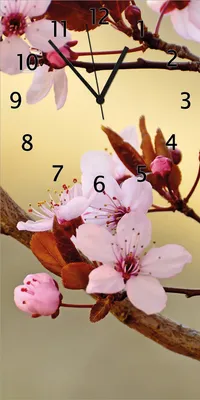 Produktbild von Wallario Design Wanduhr bedruckt, Größe 30 x 60 cm, Motiv: Frühlingsgefühle I - Kirschblüten in Nahaufnahme