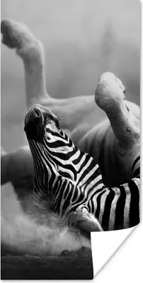 Produktbild von MuchoWow® Poster Zebra - Tiere - Schwarz - Weiß 60x120 cm - Wandschmuck