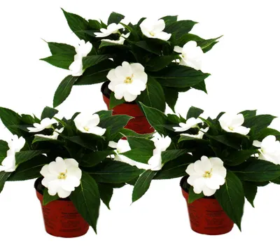 Produktbild von Edel-Lieschen - Impatiens Neu-Guinea - 12cm Topf - Set mit 3 Pflanzen - Weiß
