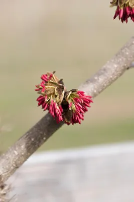 Produktbild von Säulen-Eisenholzbaum `Persian Spire´