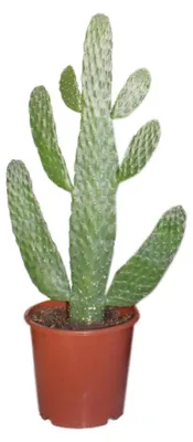 Immagine prodotto di Opuntia Consolea - 45-55cm - Ø17cm - Pianta d'appartamento - Sempreverde - Cactus e piante grasse