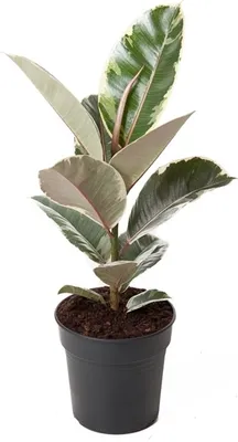 A potted plant with variegated leaves.