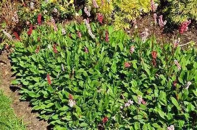 Image de 6 x Persicaria aff. 'Superba' - Renouée à bougies - pot 9 x 9 cm