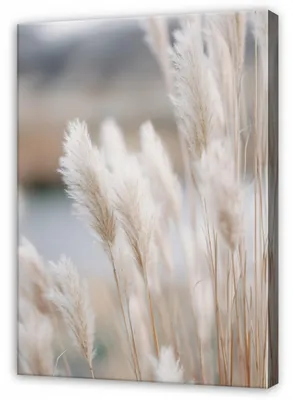 Produktbild von Leinwandbild Pampasgras Natur Landschaft - 70x100 cm - Wandbilder Wohnzimmer Schlafzimmer - Leinwand Leinwandbild Beige - SPP16471O1