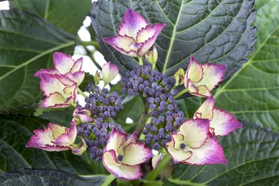 Zdjęcie produktu dla Hydrangea macrophylla 'Dark Angel', hortensja, ciemnoczerwona, 30-40 cm