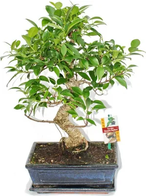 Image de Figuier chinois Bonsaï - Ficus retusa - env. 10 ans