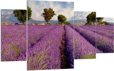 Produktbild von Bild auf Leinwand - Leinwandbild - Landschaft Wiese Pflanzen - 160x90cm - Wand Bild - Wanddeko - Leinwanddruck - Bilder - Kunstdruck - Wanddekoration - Leinwand bilder - Wandkunst - DL160x90-0128