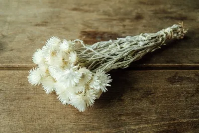 Produktbild von Cape Flower, getrocknet, im Bund, Länge ca. 30-40cm, Farbe frei wählbar | Trockenblumen , Farbe:Natur