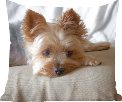 Produktbild von MuchoWow® Zierkissen Sofakissen Wohnzimmer Dekokissen 50x50 cm Yorkshire Terrier liegt schlafend auf dem Sofa - Komfort - Sofakissen
