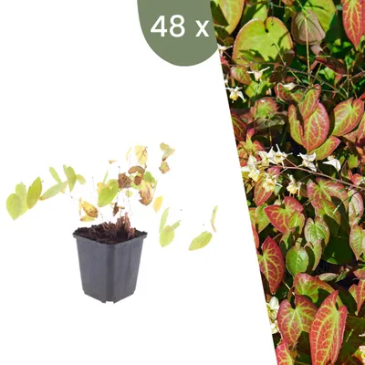 Image de Plants by Frank | 48 Plantes de fleur des elfes blanche | Epimedium x youngianum 'Niveum' | Couvre-sol rustique | Plantes vivaces | Floraison blanche | Plantes de jardin