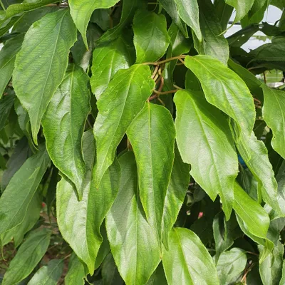Zdjęcie produktu dla Aktinidia Male ostrolistna zapylacz 1L