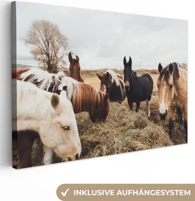 Produktbild von MuchoWow® - Leinwandbilder - Tiere - Pferd, Wandbild, Wanddeko Bilder Wohnzimmer, 60x40 cm