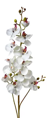 Produktbild von Clayre & Eef Kunstblume 116 cm Weiß Kunststoff