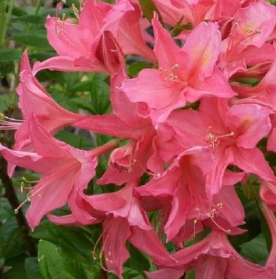 Obrázek produktu pro Opadavá azalka růžová - Azalea mollis  | 40-50 cm v kontejneru