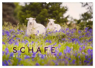 Produktbild von Schafe - Weich und wollig (Wandkalender 2027 DIN A2 quer), CALVENDO Monatskalender