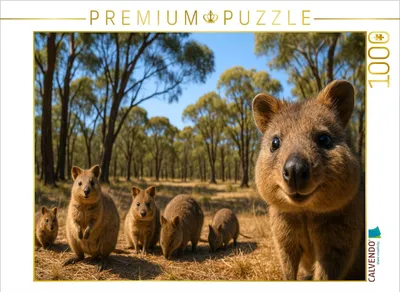 Produktbild von CALVENDO Puzzle Quokkas im australischen Outback | 1000 Teile Lege-Größe 64x48cm Foto-Puzzle für glückliche Stunden