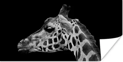 Produktbild von MuchoWow® Poster Tiere - Giraffe - Schwarz - Weiß 80x40 cm - Wanddeko