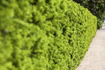 Produktbild von Taxus media 'Hicksii', Säuleneibe, immergrün, 30–40 cm