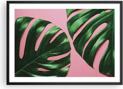 Produktbild von Gerahmtes Poster - Schwarzer Rahmen - Monstera Blatt Rosa - 70x50 cm - Wand Bild - Wanddeko - Wandbilder - Kunstposter - Wandposter - Bilderrahmen - Bilder - Kunstdruck - P2BAA70x50-4407