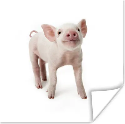 Produktbild von MuchoWow® Poster Schwein - Tiere - Weiß 75x75 cm - Wand Dekoration