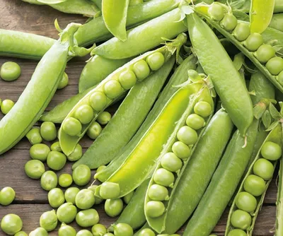 Zdjęcie produktu dla NASIONA Groch Łuskowy Wczesny 50g SPÓJNIA Grochu Groszek 700312
