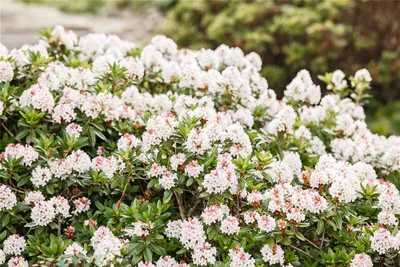 Produktbild von Rhododendron 'Bloombux'® - Hecke