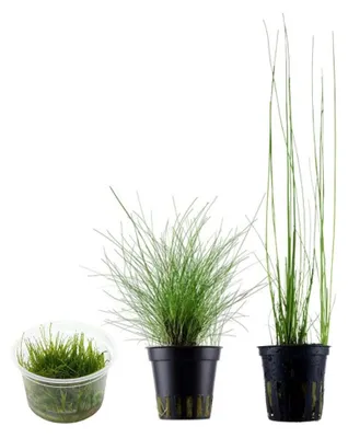Produktbild von Gräser Set mit 3 Gras Pflanzen Aquariumpflanzen Set 130 Wasserpflanzen AquaOne