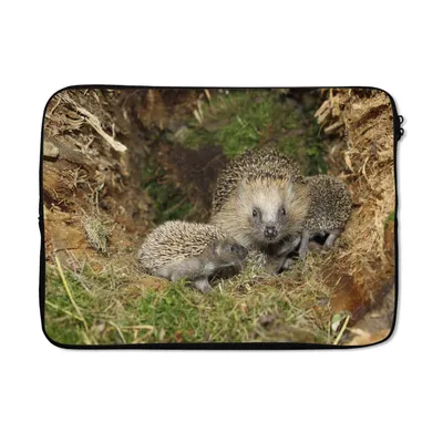 Produktbild von MuchoWow® Laptop Hülle 14 ZollBaby-Igel in der Natur Laptoptasche - Laptoptasche - Stoßsicher - Schutzhaube