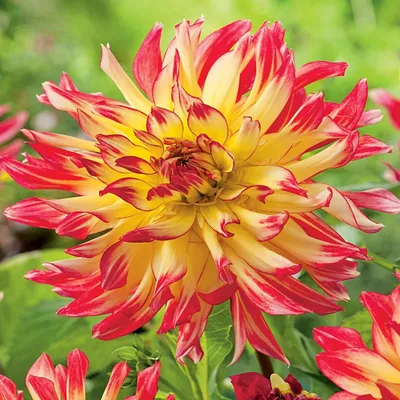 Produktbild von Dahlie Dahlienpflanzen Garten und Töpfe Knollen Kaktus-Dahlie Vuurvogel 1 St.