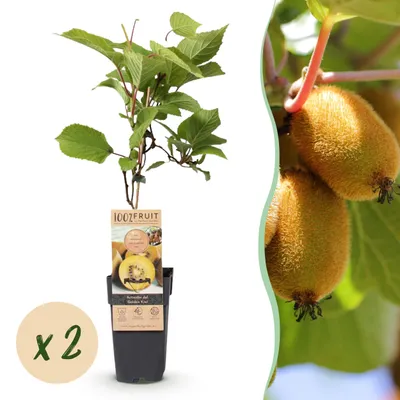 Zdjęcie produktu dla Żółte Kiwi - Actinidia deliciosa Golden Kiwi - Żółty owoc | 2 sztuki - Roślina owocowa - 40-50cm - Ø15cm - Roślina ogrodowa