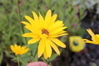 Immagine prodotto di 6 x Helianthus atrorubens - Girasole - Vaso 9 x 9 cm