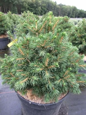 Produktbild von Gemeine Fichte - Picea abies Tompa 25-30cm