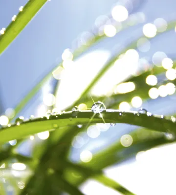 Produktbild von Fototapete - Grass 225x250cm - Vliestapete