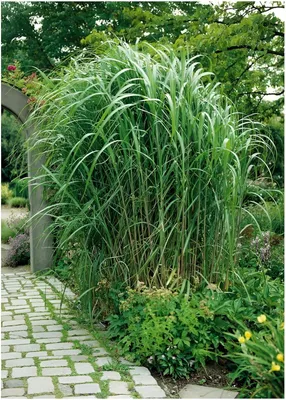 Produktbild von Stauden Gänge 5 x Miscanthus x giganteus im 1 Liter Topf - Riesenchinaschilf / Elefantengras - Ein Riese, der Ihren Garten belebt - top für Hecke