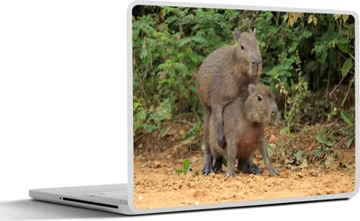 Produktbild von MuchoWow® Laptop Aufkleber Sticker Cover Zwei Capybara-Junge spielen miteinander 30x22 cm - Laptop-Sticker