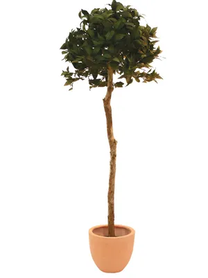 Produktbild von EUROPALMS Lorbeerkugelbaum, Kunstpflanze, 180cm (82506946)