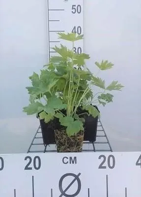 Produktbild von 6 x  Delphinium (p) 'Galahad' - Rittersporn - Topf 9 x 9 cm