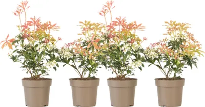 Zdjęcie produktu dla Pieris japoński - 4 szt - Pieris 'Forest Flame' - Wysokość 25-40cm - ⌀17cm