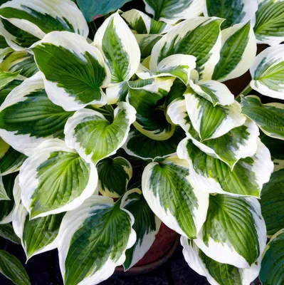 Imagen del producto de Hosta resistente al invierno - Colección de hostas con hojas variegadas - 5 raíces - Plantas perennes resistentes al invierno - Mezcla de 5 híbridos - Plantas de Holanda (no son semillas, ni bulbos, ni artificiales)