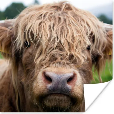 Produktbild von MuchoWow® Poster Schottische Highlander - Gras - Wald 75x75 cm - Wand Dekoration