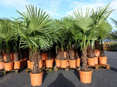 Produktbild von XXL Palme winterhart 140 - 160 cm Trachycarpus fortunei, Hanfpalme,