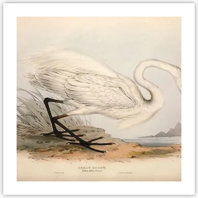 Produktbild von Poster - Poster ohne Rahmen - Vogel Weiß Reiher - 50x50 cm - Wand Bild - Wanddeko - Wandbilder - Kunstposter - Wandposter - Bilder - Kunstdruck - Wanddekoration - Wandbild - P2XAC50x50-4979