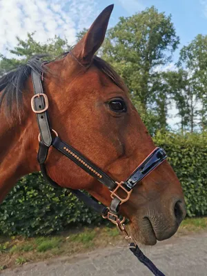 Produktbild von Elegance Leder Halfter Cob, anatomisch geschnitten, mit Straßsteinen und Rosegold-Beschlägen