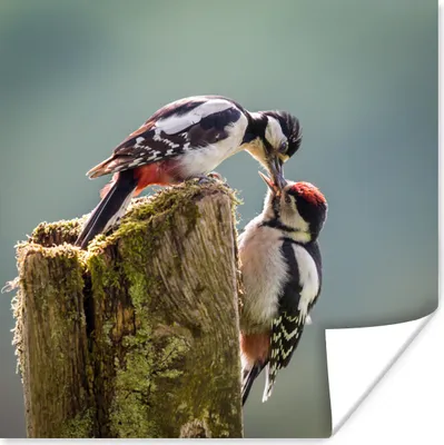 Produktbild von MuchoWow® Poster Eine Buntspechtmutter füttert ihre Jungen 75x75 cm - Wand Dekoration