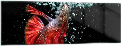 Produktbild von Bilder auf glas - Fisch Wasser Natur - 160x50cm - Glasbilder - Wandbilder - Kunstdruck - zum Aufhängen bereit - Wanddekoration aus Glas - Glas Bilder - Wandbild auf Glas - Einteilig - GAB160x50-3492