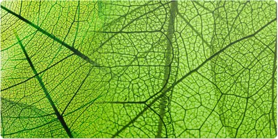 Obrázek produktu pro Detailný Záber Na List – Podložka na stůl – Psací podložka – 120x60 cm – Kancelářská podložka – Ochranná podložka – Protiskluzová podložka