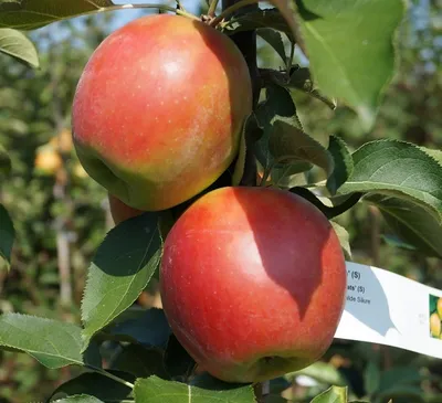 Produktbild von Säulenapfel `Suncats´ - zweijähriger Säulenapfel im 7,5 Liter Topf, 80-120cm