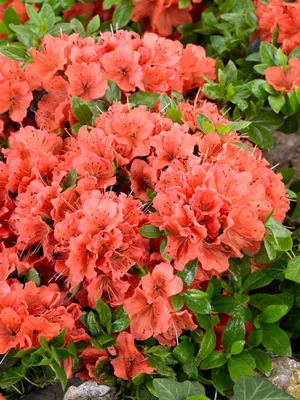 Produktbild von Rhododendron obt. 'Geisha Orange', orange Blüten, 20–25 cm