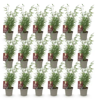 Image de Green boutiQ - Bambou - Fargesia Red Dragon - À feuillage persistant - Non envahissant - Vert - 18 plants - Pot de 14 cm - Hauteur 35 cm