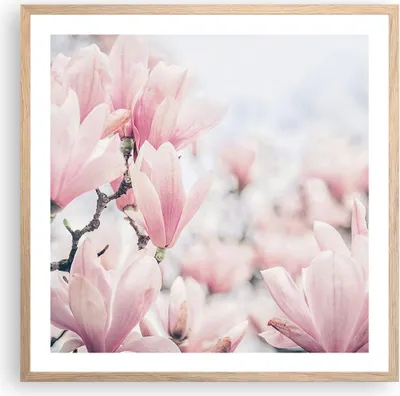 Produktbild von Gerahmtes Poster - Rahmen in heller Eiche - Magnolie Blumen Rosa - 60x60 cm - Wand Bild - Wanddeko - Wandbilder - Kunstposter - Wandposter - Bilderrahmen - Bilder - Kunstdruck - P2NAC60x60-4396